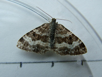 Common Carpet